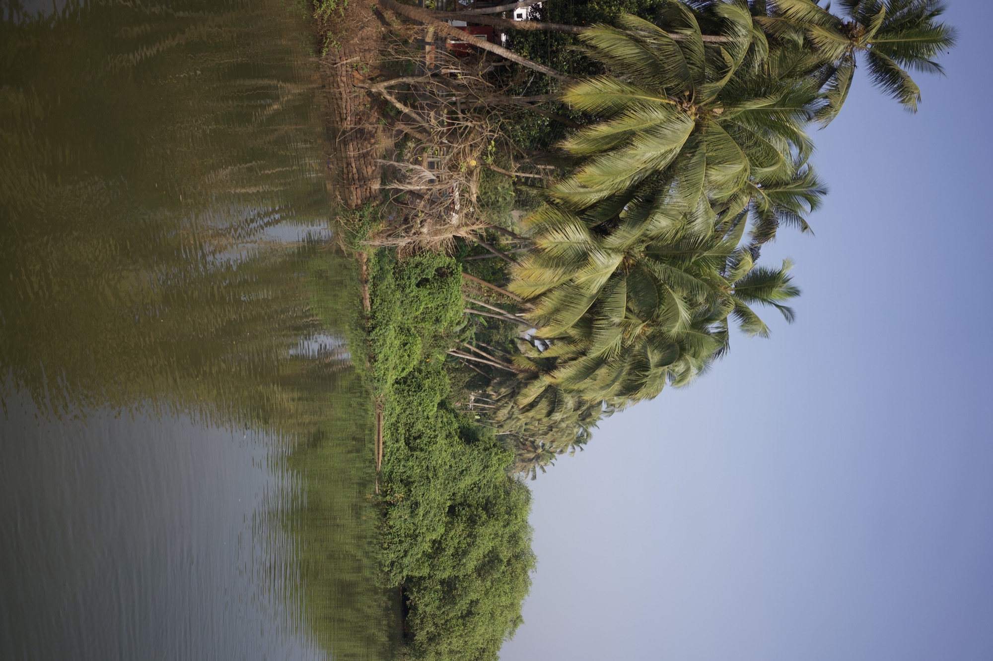 Coconut palms beside the backwaters of Goa