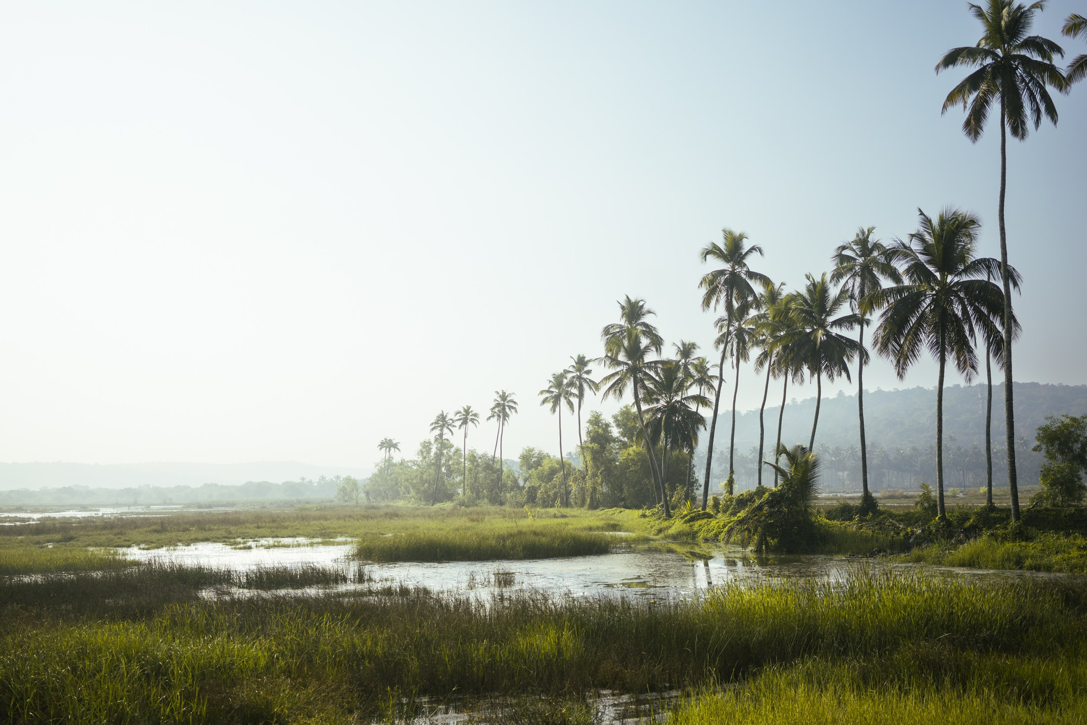 Palms reflected in the wetlands of Salvador do Mundo